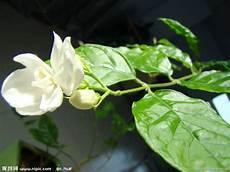 茉莉 春晚