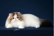 波斯猫图片大全大图